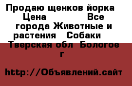 Продаю щенков йорка › Цена ­ 10 000 - Все города Животные и растения » Собаки   . Тверская обл.,Бологое г.